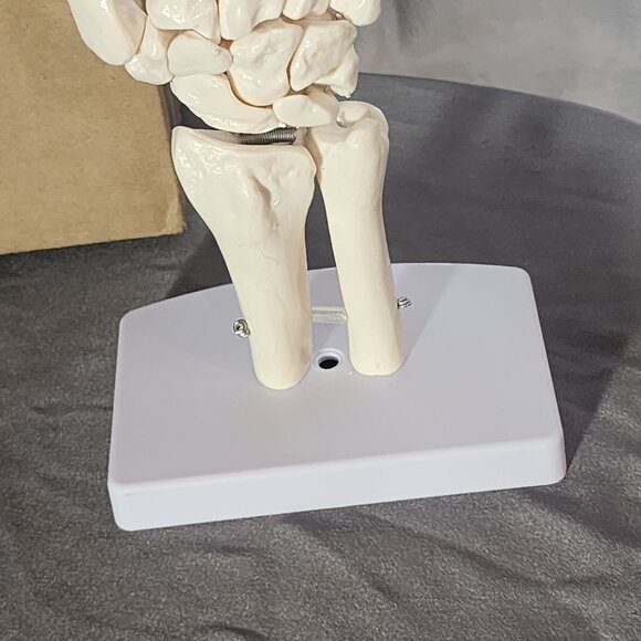 Human Hand Articulated Joint Model on Base - Picture 7 of 16